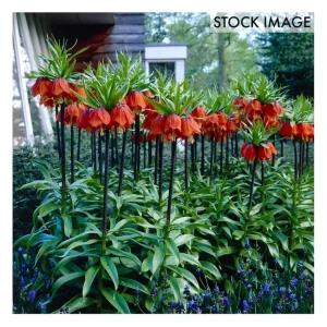Van Zyverden Fritillaria Rubra Set of 3 Bulbs - glamourwo.com | ladies' apparel & accessories & shoes | Store