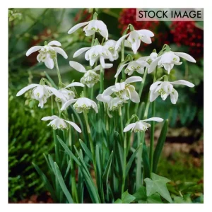 Van Zyverden Galanthus Snowdrops, Set of 25 Bulbs - glamourwo.com | ladies' apparel & accessories & shoes | Best Sale