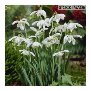 Van Zyverden Galanthus Snowdrops Set of 12 Bulbs - glamourwo.com | ladies' apparel & accessories & shoes | Cheap
