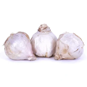 Van Zyverden Garlic Purple Strip Chesnok Red 3Cloves - glamourwo.com | ladies' apparel & accessories & shoes | Best Sale