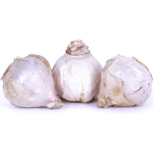 Van Zyverden Garlic Rocambole German Red Set of3 Cloves - glamourwo.com | ladies' apparel & accessories & shoes | Best