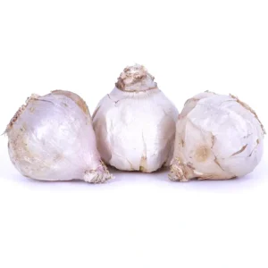 Van Zyverden Garlic Rocambole Spanis Roja Set of 3 Cloves - glamourwo.com | ladies' apparel & accessories & shoes | Hot