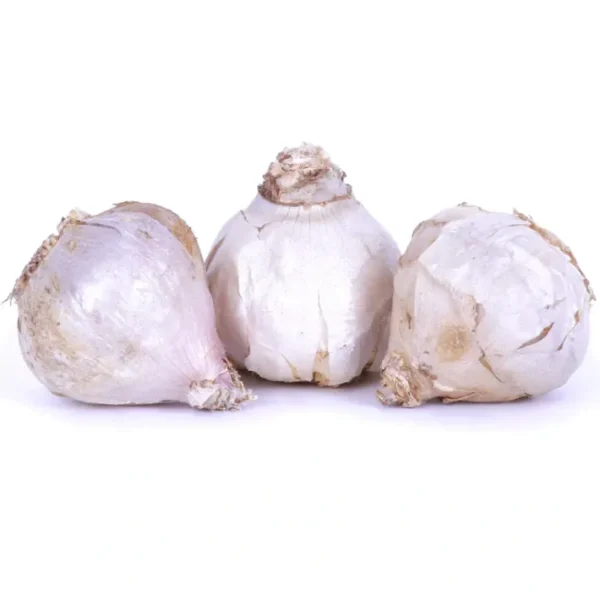 Van Zyverden Garlic Rocambole Spanis Roja Set of 3 Cloves - glamourwo.com | ladies' apparel & accessories & shoes | Hot