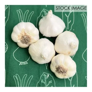 Van Zyverden Garlic Softneck Artichoke Sicilian5 Cloves - glamourwo.com | ladies' apparel & accessories & shoes | Cheap