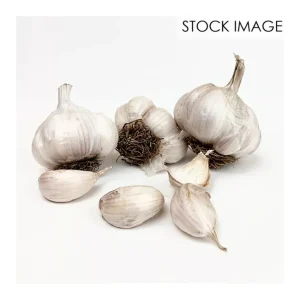 Van Zyverden Garlic Softneck Asiatic Spring Violet 3 Cloves - glamourwo.com | ladies' apparel & accessories & shoes | Online