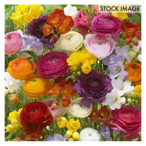 Van Zyverden Grand Freesia Ranunculus Blend Set of 75 Bulbs - glamourwo.com | ladies' apparel & accessories & shoes | New