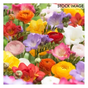 Van Zyverden Grand Freesia Ranunculus Blend Set of 25 Bulbs - glamourwo.com | ladies' apparel & accessories & shoes | Store
