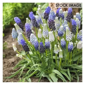 Van Zyverden Grape Hyacinth Delft Blue Blend Set of 50 bulbs - glamourwo.com | ladies' apparel & accessories & shoes | Hot