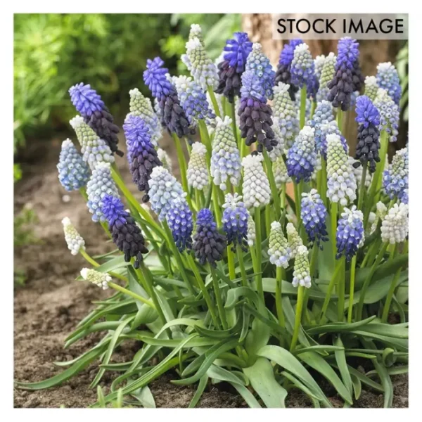 Van Zyverden Grape Hyacinth Delft Blue Blend Set of 50 bulbs - glamourwo.com | ladies' apparel & accessories & shoes | Hot