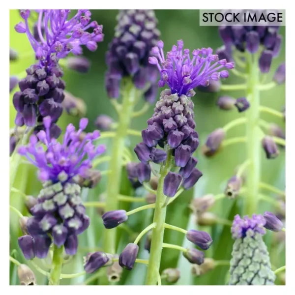 Van Zyverden Grape Hyacinths Comosum Set of 25 Bulbs - glamourwo.com | ladies' apparel & accessories & shoes | Flash Sale