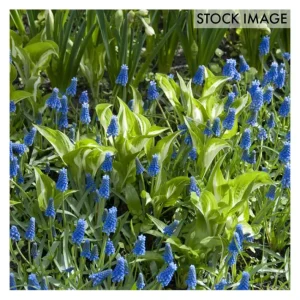 Van Zyverden Grape Hyacinths For Containers Set of 25 Bulbs - glamourwo.com | ladies' apparel & accessories & shoes | Sale