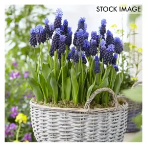 Van Zyverden Grape Hyacinths Multi Colored Latifolum 25 Bulbs - glamourwo.com | ladies' apparel & accessories & shoes | Best Sale