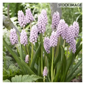 Van Zyverden Grape Hyacinths Pink Sunrise Set of 10 Bulbs - glamourwo.com | ladies' apparel & accessories & shoes | Best Sale