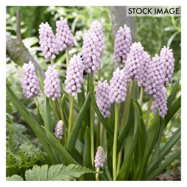 Van Zyverden Grape Hyacinths Pink Sunrise Set of 10 Bulbs - glamourwo.com | ladies' apparel & accessories & shoes | Best Sale