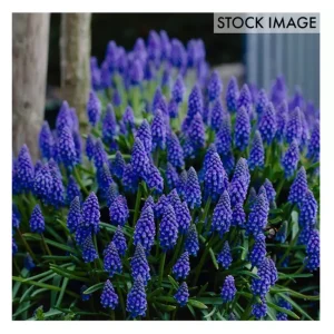Van Zyverden Grape Hyacinths Set of 25 Bulbs - glamourwo.com | ladies' apparel & accessories & shoes | Clearance