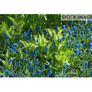 Van Zyverden Grape Hyacinths Set of 50 Bulbs - glamourwo.com | ladies' apparel & accessories & shoes | New
