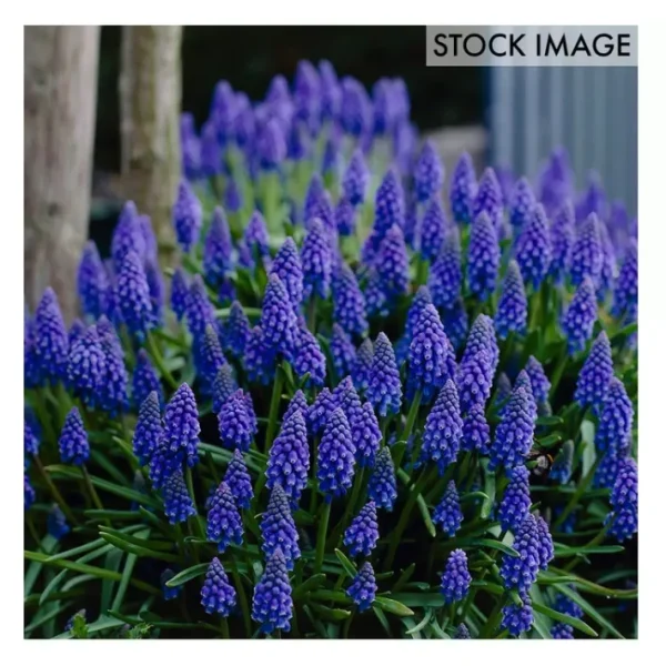 Van Zyverden Grape Hyacinths Set of 100 Bulbs - glamourwo.com | ladies' apparel & accessories & shoes | Flash Sale