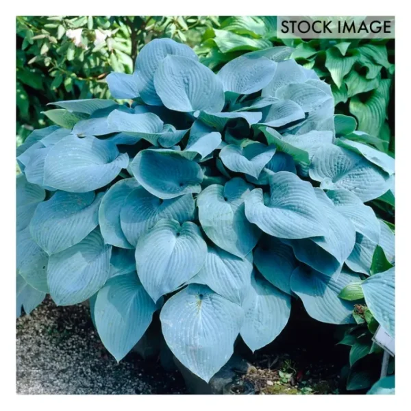 Van Zyverden Hosta Sieboldiana Elegans Set of 3roots - glamourwo.com | ladies' apparel & accessories & shoes | Clearance
