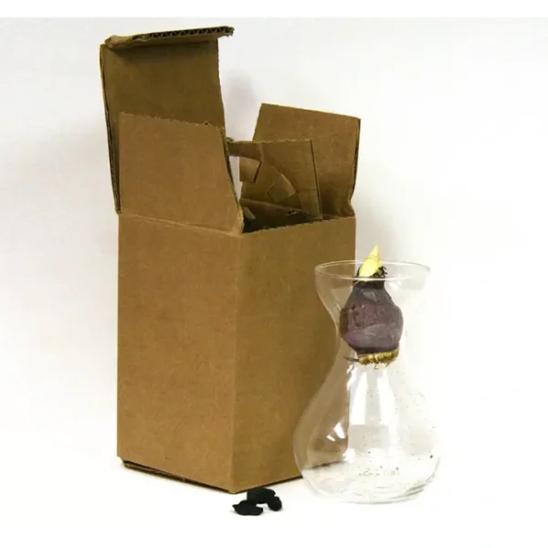 Van Zyverden Hyacinth Kit Red With Clear Artisan Glass - glamourwo.com | ladies' apparel & accessories & shoes | Online