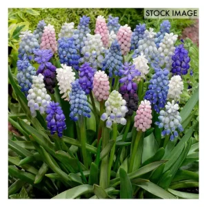 Van Zyverden Hyacinth Muscari Cottage Blend Setof 25 bulbs - glamourwo.com | ladies' apparel & accessories & shoes | Outlet