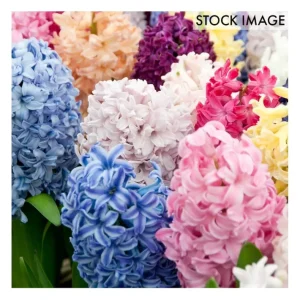 Van Zyverden Hyacinths Easter Basket Blend, Setof 12 Bulbs - glamourwo.com | ladies' apparel & accessories & shoes | Best Sale