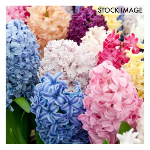 Van Zyverden Hyacinths Easter Basket Blend, Setof 12 Bulbs - glamourwo.com | ladies' apparel & accessories & shoes | Best Sale