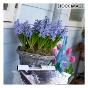 Van Zyverden Hyacinths Fragrant Baby Blue Set of 10 Bulbs - glamourwo.com | ladies' apparel & accessories & shoes | Clearance