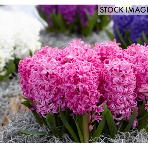 Van Zyverden Hyacinths Pink Pearl Set of 10 Bulbs - glamourwo.com | ladies' apparel & accessories & shoes | Flash Sale