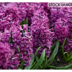 Van Zyverden Hyacinths Purple Sensation Set of10 Bulbs - glamourwo.com | ladies' apparel & accessories & shoes | Sale