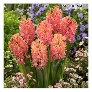 Van Zyverden Hyacinths Sweet Invitation Set of10 Bulbs - glamourwo.com | ladies' apparel & accessories & shoes | Best Sale