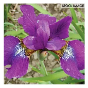 Van Zyverden Iris Siberica Claret Cup Set of 3roots - glamourwo.com | ladies' apparel & accessories & shoes | Online