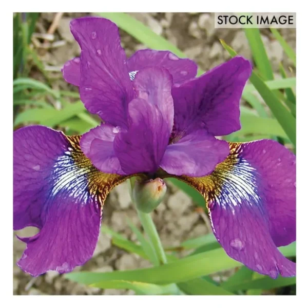 Van Zyverden Iris Siberica Claret Cup Set of 3roots - glamourwo.com | ladies' apparel & accessories & shoes | Online