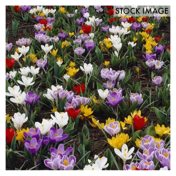 Van Zyverden Karma Cottage Garden Blend Set of 50 bulbs - glamourwo.com | ladies' apparel & accessories & shoes | Outlet