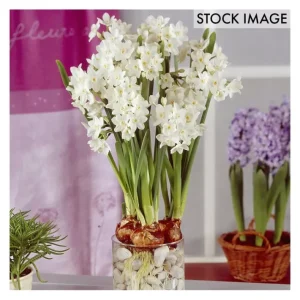 Van Zyverden Large Paperwhites Set of 12 Bulbs - glamourwo.com | ladies' apparel & accessories & shoes | Store