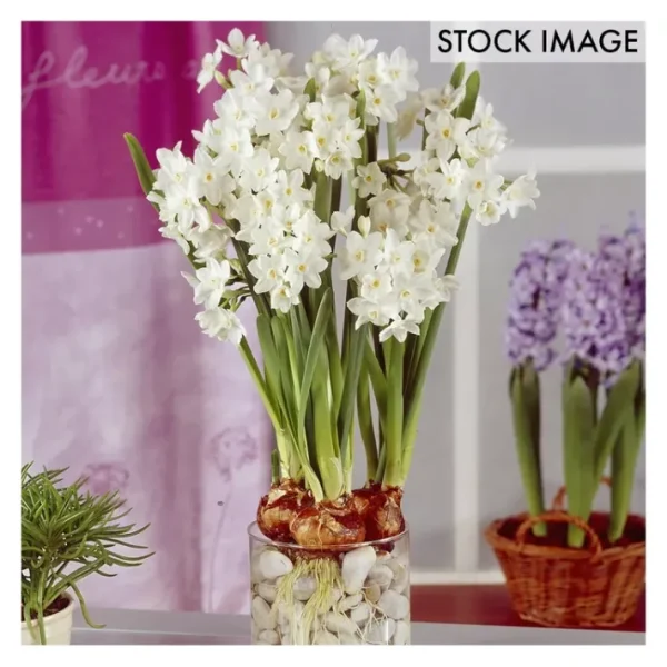 Van Zyverden Large Paperwhites Set of 12 Bulbs - glamourwo.com | ladies' apparel & accessories & shoes | Store