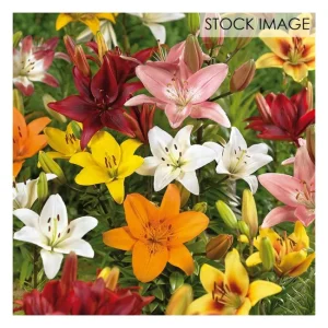 Van Zyverden Lilies Asiatic Mixed Set of 25 Bulbs - glamourwo.com | ladies' apparel & accessories & shoes | Outlet