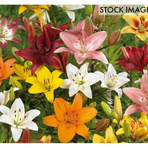 Van Zyverden Lilies Asiatic Mixed Set of 12 Bulbs - glamourwo.com | ladies' apparel & accessories & shoes | Best