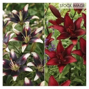 Van Zyverden Lilies Day Night Collection Setof 12 Bulbs - glamourwo.com | ladies' apparel & accessories & shoes | Clearance