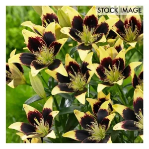 Van Zyverden Lilies Easy Dance Set of 8 Bulbs - glamourwo.com | ladies' apparel & accessories & shoes | New