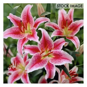 Van Zyverden Lilies Oriental Stargazer Set of 12 Bulbs - glamourwo.com | ladies' apparel & accessories & shoes | Clearance