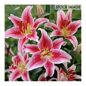 Van Zyverden Lilies Oriental Stargazer Set of 3Bulbs - glamourwo.com | ladies' apparel & accessories & shoes | Sale