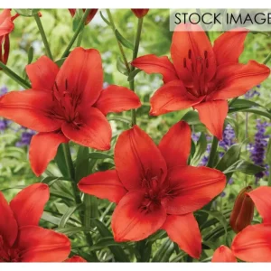 Van Zyverden Lilies Red Highland Set of 8 Bulbs - glamourwo.com | ladies' apparel & accessories & shoes | Cheap