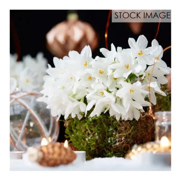 Van Zyverden Low Scent Giant Paperwhites 5 Mammoth Bulbs - glamourwo.com | ladies' apparel & accessories & shoes | Flash Sale