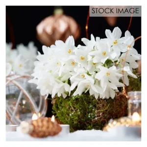 Van Zyverden LowScent Giant ChristmasDaffodil Paperwhites 15c - glamourwo.com | ladies' apparel & accessories & shoes | Sale