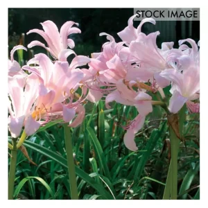 Van Zyverden Lycoris Squamigera Set of 6 Bulbs - glamourwo.com | ladies' apparel & accessories & shoes | Clearance