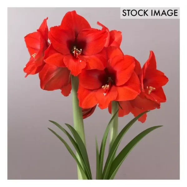 Van Zyverden Mega Amaryllis Bulb Orange Souvereign 1 Bulb - glamourwo.com | ladies' apparel & accessories & shoes | Sale