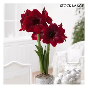 Van Zyverden Mega Amaryllis Bulb Red Pearl Set of 1 Bulb - glamourwo.com | ladies' apparel & accessories & shoes | Online