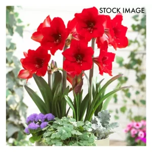 Van Zyverden MultiFlowering Amaryllis Rapido Set of 1 Bulb - glamourwo.com | ladies' apparel & accessories & shoes | New