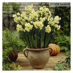 Van Zyverden Narcissus Avalanche for Indoor Forcing 6 Bulbs - glamourwo.com | ladies' apparel & accessories & shoes | Cheap