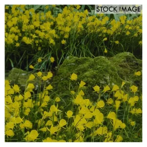Van Zyverden Narcissus Golden Bells Set of 25 Bulbs - glamourwo.com | ladies' apparel & accessories & shoes | Best Sale